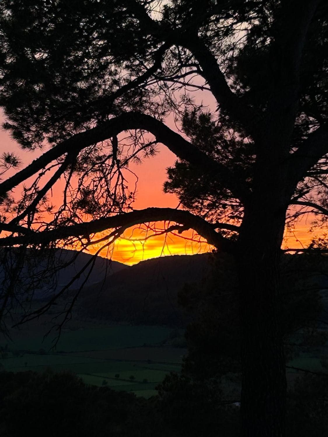 Atardecer anaranjado visto entre las ramas de un pino desde la masía